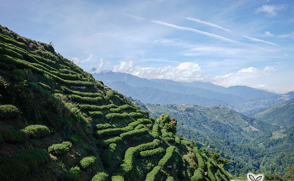 高山茶的魅力