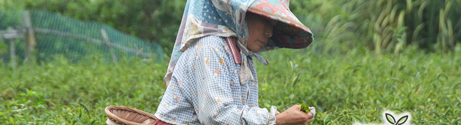 东方美人茶