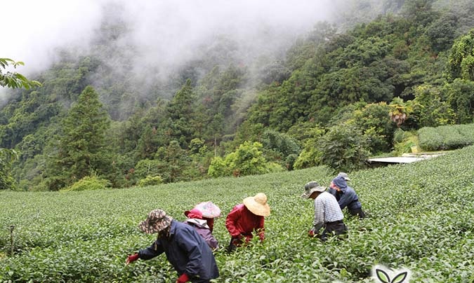 细说台湾高山茶与台湾高山乌龙茶