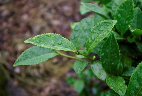 台湾茶的合理价应该是多少