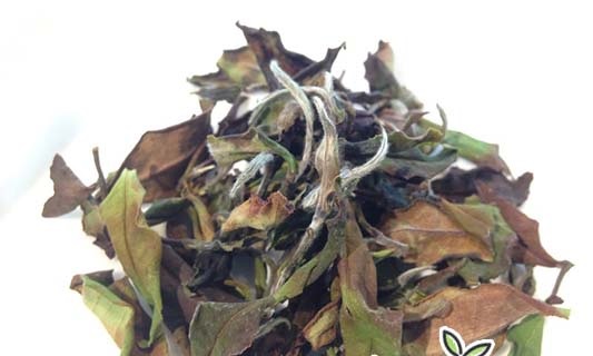 台湾茶品种：台茶14号 白文