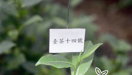 台湾茶品种：台茶14号 白文