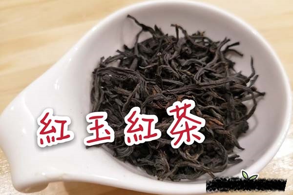 台湾茶品种：台茶18号 红玉