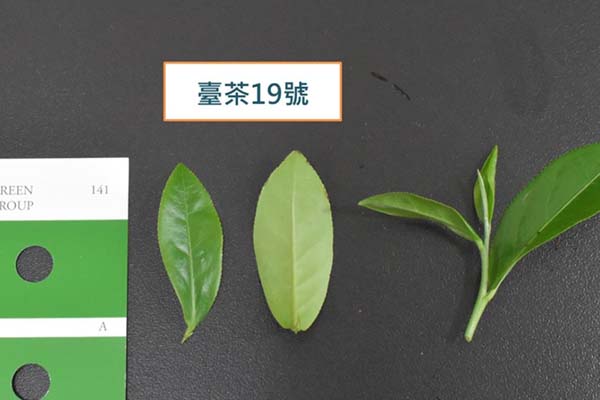 台湾茶品种：台茶19号 碧玉