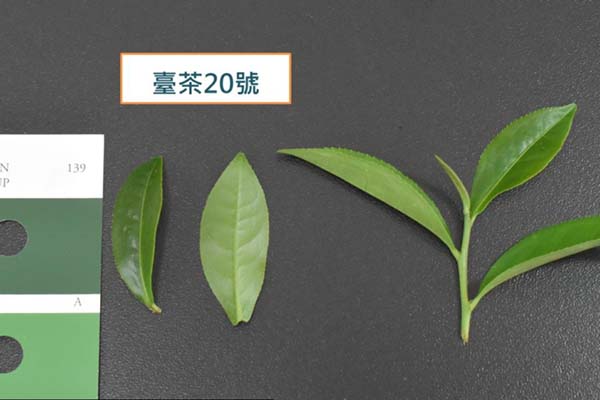 台湾茶品种：台茶20号 迎香