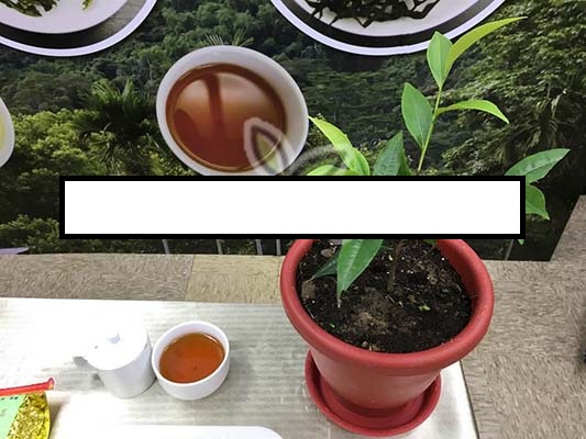 台湾茶品种：台茶24号